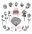 roses set flower in sketch vector image