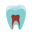 a healthy tooth in cut hygiene oral vector image