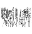 wild flowers with leaves set of wedding botanical vector image vector image