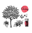 cherry ink sketch set vector image