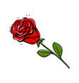 red rose with leaves isolated on white background vector image