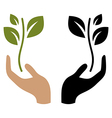 young plant vector image vector image