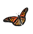 hand drawn sketch butterfly in color isolated vector image vector image