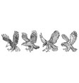set wild birds goshawk pallid harrier black vector image