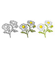 chamomile flower with leaf color engraving vector image