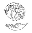 hand drawn iceberg lettuce sketch vector image