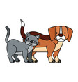 pets dog and cat on white background vector image