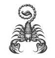 scorpion engraving vector image vector image