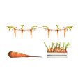 set of carrot watercolor vector image vector image