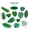 variety tropical leaves set vector image vector image