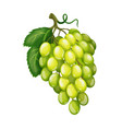 grapes fruit berry vector image vector image
