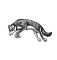gray wolf a predatory beast wild vector image vector image