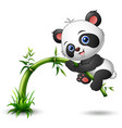 cute baby panda tree climbing bamboo vector image