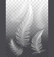 white feathers set of graphic design elements vector image