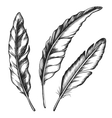 black feathers three objects vector image vector image