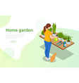 isometric woman grows flowers in home garden vector image