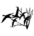 a group of duck birds flying from tree silhouette vector image