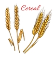 cereal wheat and rye ears isolated icon vector image