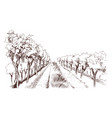 hand drawn vineyard fields and hills vector image vector image