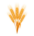 ripe wheat ears vector image