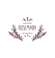 herbs and spices collection - rosemary vector image