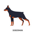 dobermann or doberman pinscher stunning short vector image