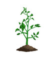 organic plant rise composition vector image