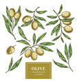 olive elements collection vector image