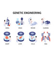 isometric genetic engineering compositions set vector image vector image