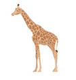 giraffe isolated on a white background graphics vector image