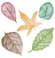 detailed leaves vector image vector image