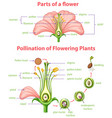 Diagram showing flower of mature sporophyte Vector Image