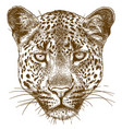 engraving leopard face vector image vector image