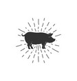 vintage pig sunburst vector image vector image