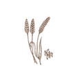 triticum spelta hulled dinkel wheat plant grains vector image