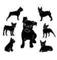 boston terrier vector image