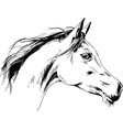 race horse without a harness drawn in ink hand vector image vector image