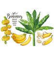 tropical bananas palm textural seamless vector image