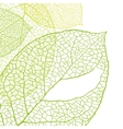 fresh green leaves background vector image