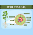 internal structure of root diagram vector image vector image