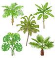 tropical plants isolated vector image