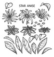 graphic star anise vector image