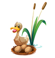 a brown duck near the nest vector image