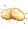fresh potatoes watercolor painting vector image