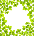 leaves isolated vector image vector image