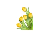 yellow tulips flowers eps 10 vector image