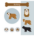 bulldog dog breed infographic vector image