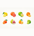 collection of colourful icons of citrus fruit vector image vector image