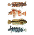 vintage fish ocean life collection vector image
