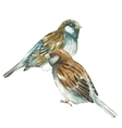 two sparrow on white background vector image vector image
